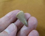 (DF233-144) 7/8&quot; Fossil MOSASAURUS Dinosaur tooth Mosasaur dino dig foss... - $15.88