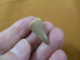 (DF233-144) 7/8&quot; Fossil MOSASAURUS Dinosaur tooth Mosasaur dino dig foss... - $15.88