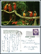 FLORIDA Postcard - Parrot Jungle Showing Macaws &quot;2&quot; A40 - £2.36 GBP