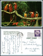 FLORIDA Postcard - Parrot Jungle Showing Macaws &quot;2&quot; A40 - £2.25 GBP