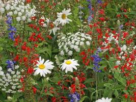 SHIP FROM US 80,000 Patriot Red White &amp; Blue Wildflower Seed Mix, ZG09 - £45.00 GBP