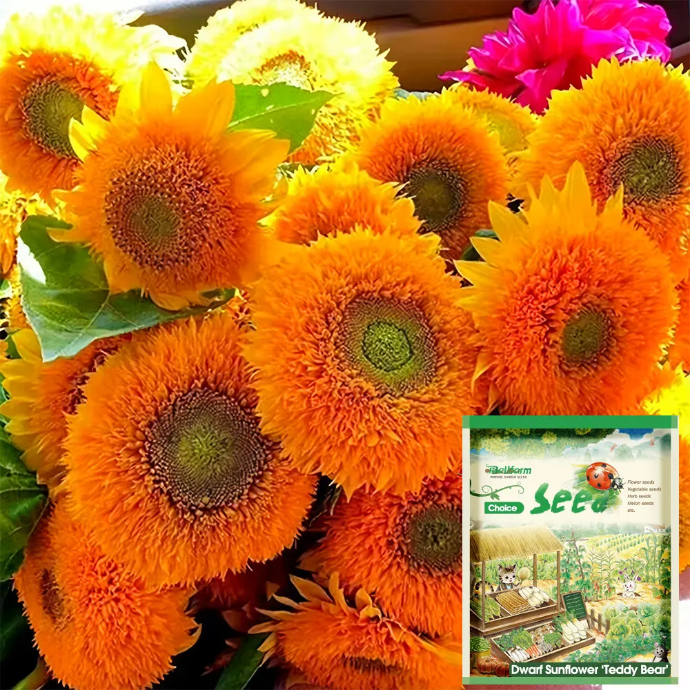 fresh Teddy Bear' Dwarf Sunflower Seeds (30cm Tall)