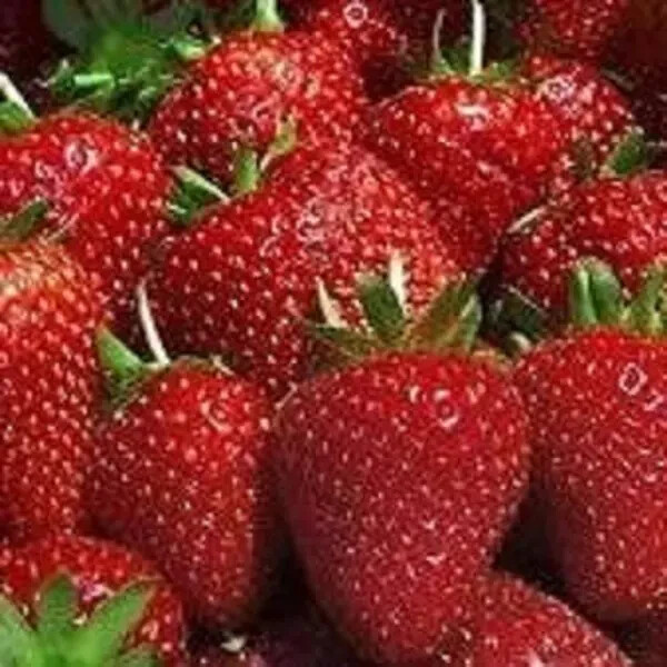 Organic Strawberry plants -- Camarosa  - 3/4 &quot; bare root   5 Count U.S.A - £8.89 GBP