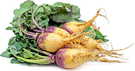 500 Baby Bunch Rutabaga Seeds USA  - $11.61