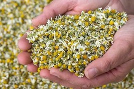 Chamomile Flowers Organic Dried Bulk Tea  Matricaria Recutita - £19.98 GBP