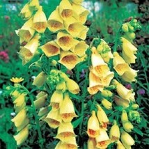 Fresh Seeds 50 Yellow Foxglove Digitalis Perennial Flower Seeds - $20.00