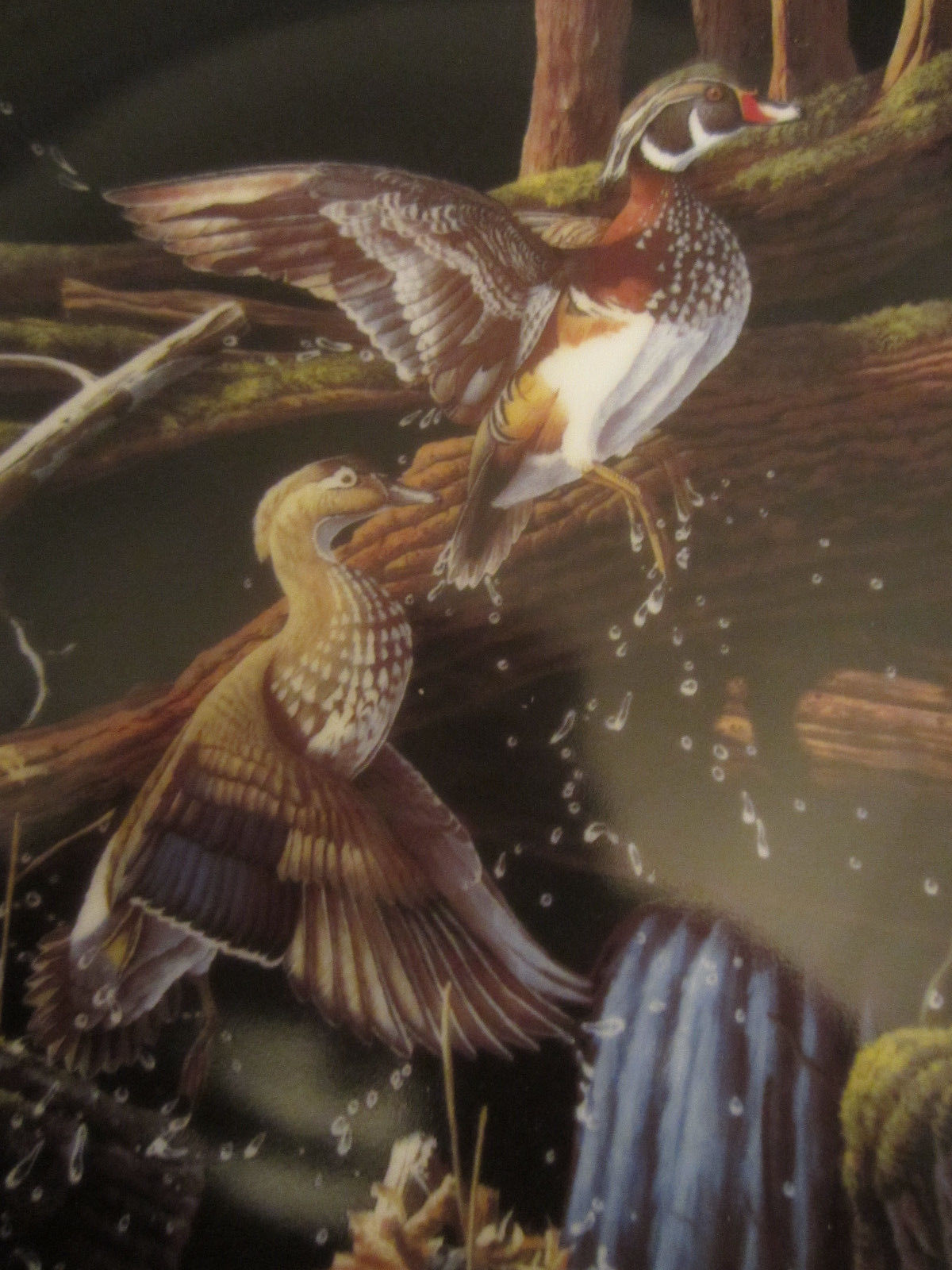WOOD DUCKS collector plate SKYWARD Michael Budden FREE AS THE WIND #1 Waterfowl Item image 2