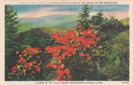 Flame Azalea in Bloom Great Smoky Mountains National Park 1955 Postcard D10 - £2.41 GBP