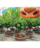 Bloomys Fresh Seeds For Planting Organic US Seller 50+ Dwarf Thai Papaya... - £20.05 GBP