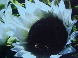 VP Vanilla Ice Cream  White Sunflower 25 Seeds  Large Heads - £5.01 GBP
