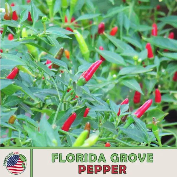 25 Florida Wild Grove Pepper Seeds Organic Super Hot Non Gmo Genuine Usa Garden - £9.51 GBP