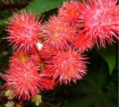 20 Ricinus Fire Red Castor Oil Plant Beautiful - £5.73 GBP