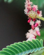 Acacia Concinna  Shikakai  Soap Pod  5_Seeds From US - $13.95