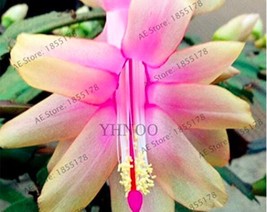 100Pcs Schlumbergera Flores Christmas Cactus Plant Seeds Water Pink Flowers New  - $11.26