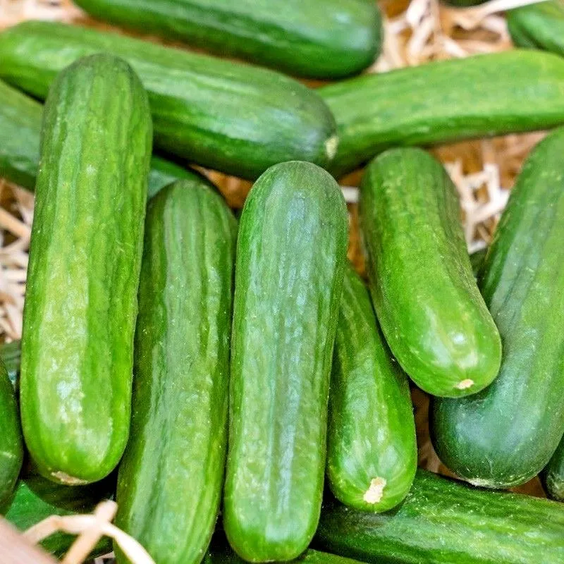 31 Muncher Cucumber Seeds Vegetable - £5.36 GBP