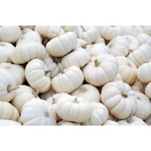 White Baby Boo Mini Pumpkin Vegetable 15 Seeds #SFB11 - £15.95 GBP