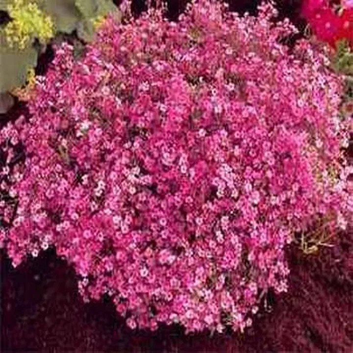 200 Seeds Baby&#39;s Breath- Red - £6.64 GBP