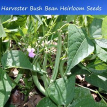 USA Seller Fresh Bean Seeds Harvester Bush Bean 100 Seeds 6 Inchs No Staking Hig - £14.52 GBP