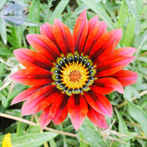 Gazania Fire Red Petals Black Stripe Color Centre Flower Seeds 30 Seeds 2 Layer  - £16.08 GBP