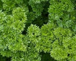 Parsley Seeds 500 Moss Curled Herb Garden Culinary Spice Fast Shipping - $8.99