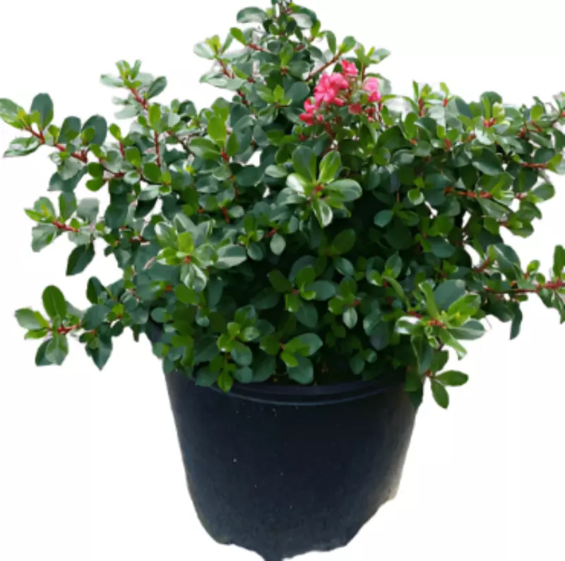 Escallonia Exon Fradesii 5Gallon Pink Princess Escal Plant LivePlant  - £63.04 GBP