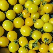 Organic Galina Cherry Tomato Fresh Seeds USA - $8.00