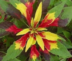 50 Pc Seeds Tri-color Flaming Fountain Amaranthus Plant, Amaranthus Seeds | RK - £11.82 GBP