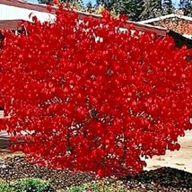 50 Burning Bush Kochia Scoparia Bassia Bright Red Fall Color Shrub Seeds *Flatsh - £12.07 GBP