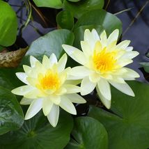 WATER LILY YELLOW  CHARLENE TUBER -  Live Plants  SUPER PRICE!! FREE SHI... - $344.86 MXN
