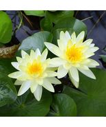 WATER LILY YELLOW  CHARLENE TUBER -  Live Plants  SUPER PRICE!! FREE SHI... - $344.86 MXN