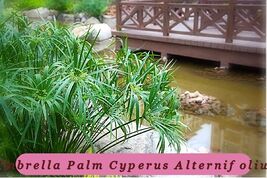 Umbrella Palm Fresh Harvest {Cyperus Alternifolius} 100+ Seeds - $90.63 MXN