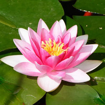 Nelumbo Nucifera Water Wild Pink Lotseeds 10 Authentic Seeds - £12.37 GBP