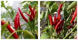Red Thai Dragon 75 Day+ Old Super Hot Pepper Lot Of 3 Live Plants - £39.95 GBP