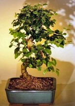 Flowering Ligustrum Bonsai Tree with Curved Trunk-Medium  (ligustrum lucidum)  - £63.90 GBP