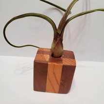 Live Air Plant in Upcycled Wooden Holder image 2