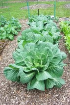 Sale 250 Seeds Vates Collards Collard Greens Brassica Oleracea Acephala Vegetabl - £7.91 GBP