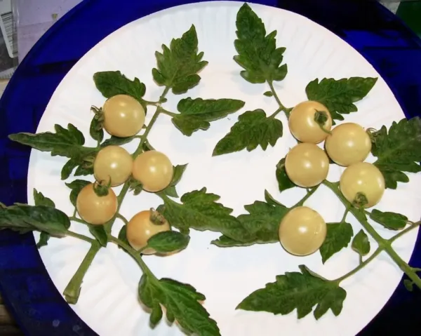 50 Organic Snow White Cherry Tomato Lycopersicon Fruit Vegetable Seeds Fresh - £7.96 GBP