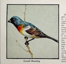 Lazuli Bunting Bird Print 1931 Blue Book Birds Of America Animals Art PC... - $366.80 MXN