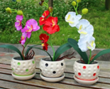 Seed Pot Flowers Senior Orchid Phalaenopsis Orchid Color:Mix - $10.99