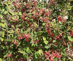 US Seller Late Cotoneaster Cotoneaster Lacteus 30 Seeds 012B Fast Shipping - $16.50