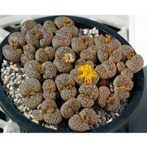 100 Seeds Lithops Bromfieldii C43 Succulents Plants Seeds Garden Beautiful USA S - $9.95