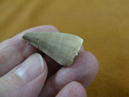 (DF233-133) 1-1/4&quot; Fossil MOSASAURUS Dinosaur tooth Mosasaur dino dig fo... - $15.88