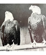 Bald Eagle Pair Of Males In Full Plumage 1936 Bird Print Nature DWU13 - £15.87 GBP