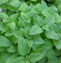 Lemon balm 1000 seeds herb medical aromatheraphy - £7.71 GBP