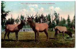 No. 1739 Elk at Woodlake Park Seattle, Washington Mitchell Postcard. Posted 1913 - £13.41 GBP