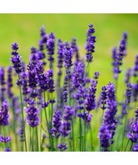 MX Lavender Seeds English Munstead Non GMO Fragrant Bulk Seed - $14.06 CAD
