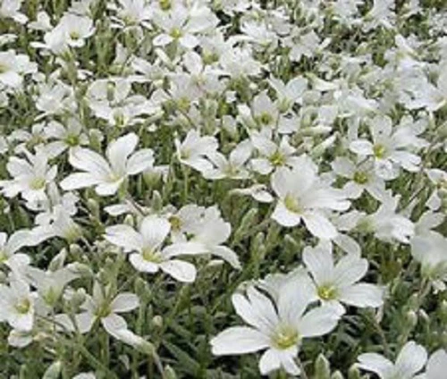 100 Snow In Summer Cerastium Ground Cover Flower Seeds Fresh Seeds - $18.65