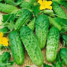 50 Stinging Gherkin Little Cucumber Vegetable Seeds for Garden - $10.00