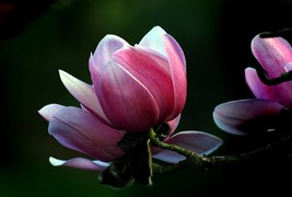 5 Seeds- Magnolia campbellii - See Description Below -   Seed Pack- Pink... - $5.99