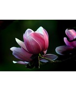 5 Seeds- Magnolia campbellii - See Description Below -   Seed Pack- Pink... - $5.99